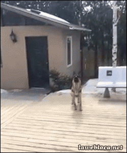 149163877947960.gif