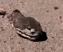 149166060029665.gif