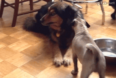 149233628512005.gif