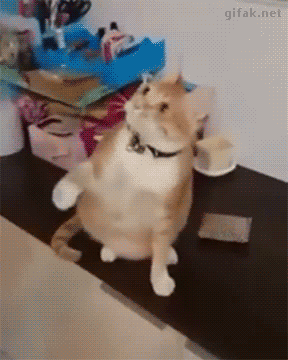 149670855549429.gif