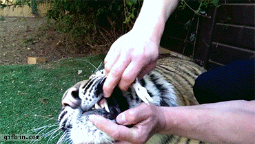 149672252231596.gif