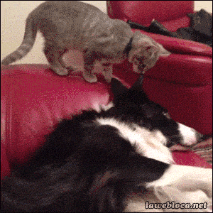 149855136935739.gif