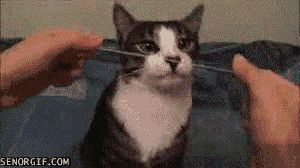 149912459696485.gif