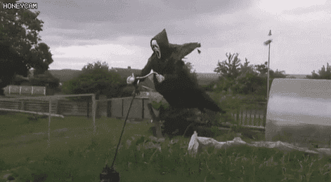 149912779229245.gif