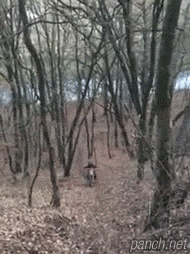 149957491647255.gif