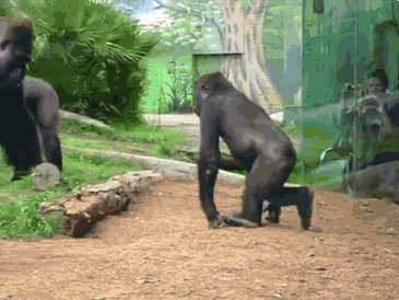 149985991321367.gif