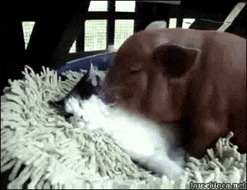 149992539571410.gif