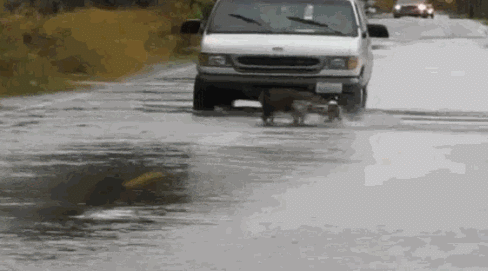 150035141586762.gif
