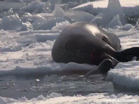 150131914268690.gif