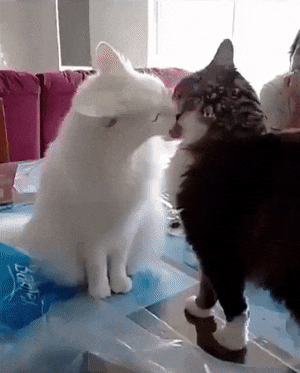 150141235368113.gif