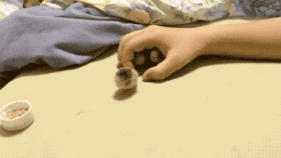 150236763327543.gif
