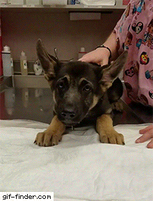150427185819244.gif
