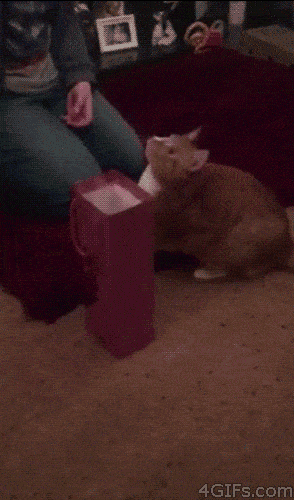 150579549845480.gif