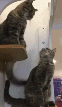 150677640360939.gif