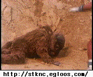 150683128646354.gif
