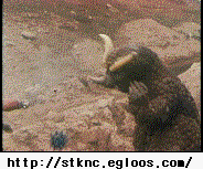 150683159627783.gif
