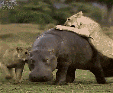 150813767512966.gif
