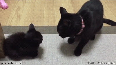 150866609468857.gif