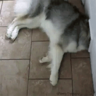 150876862232917.gif