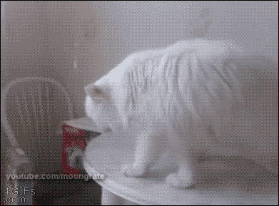 151108186351680.gif