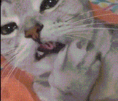 151360205078636.gif