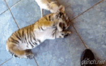 151645373245259.gif