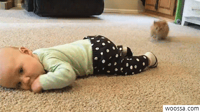 152653896827400.gif