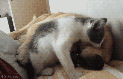 153042269348291.gif