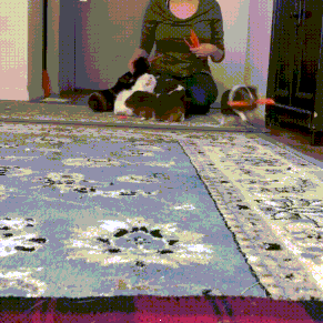 154046374617241.gif