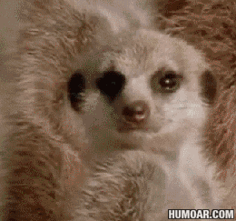 159229583014892.gif