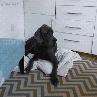 148879478427329.gif