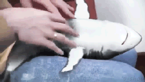 148971297817804.gif