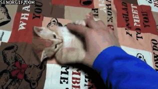 148977097445081.gif