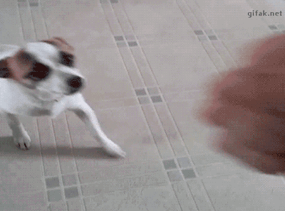149066220078426.gif