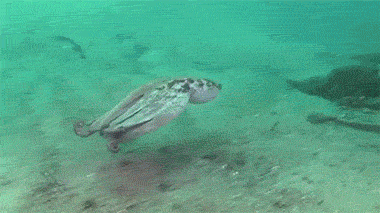 149083836551933.gif