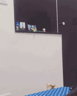 149144418052604.gif