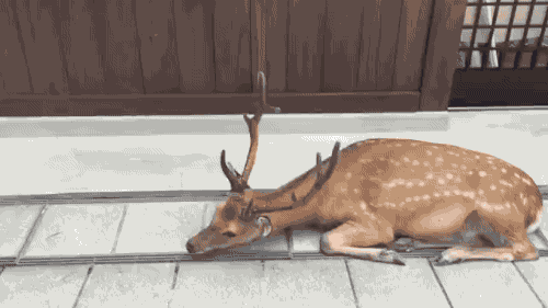 149144724027622.gif