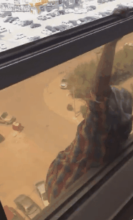 149144968477388.gif