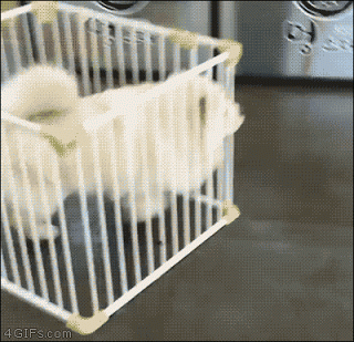149152652751119.gif