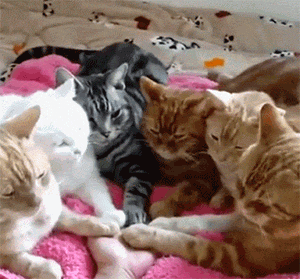 149208048936181.gif
