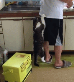 149208049034960.gif