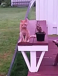 149230434829594.gif