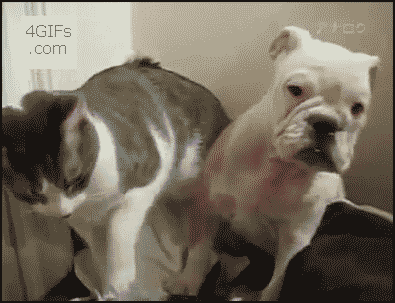 149231052333801.gif