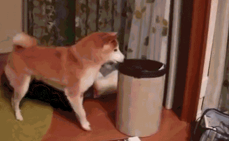 149243604342350.gif