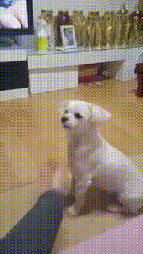 149260964864175.gif