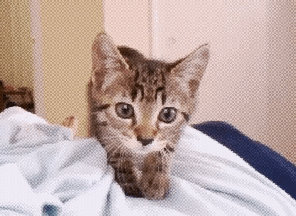 149264137850692.gif