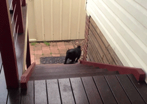 149264802783417.gif