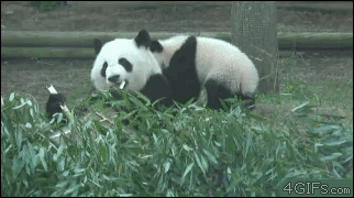 149265247820613.gif