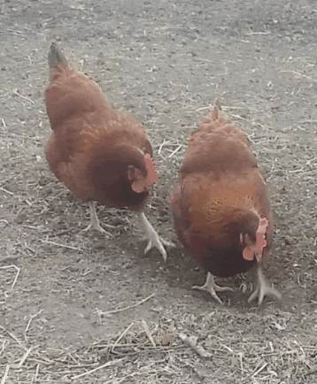 149266665499907.gif