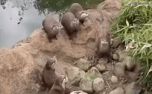 149269111075893.gif
